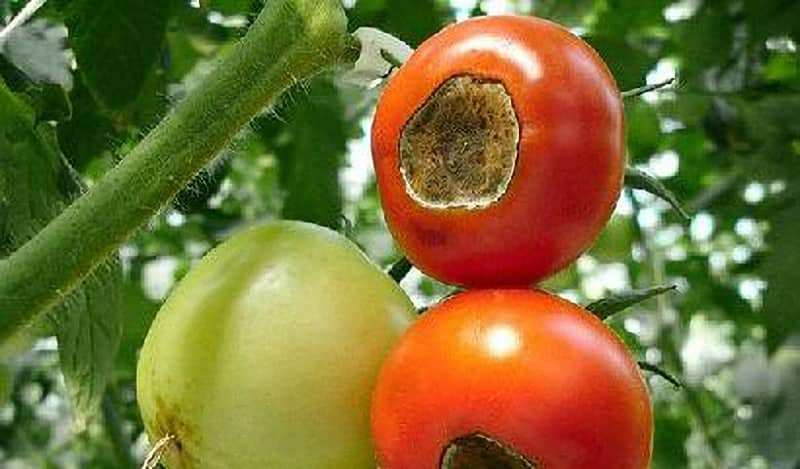 Peronospora de tomate