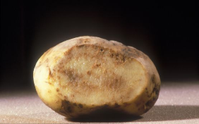 Péronospora de pommes de terre