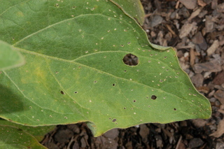 Peronospora della melanzana